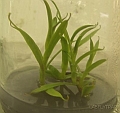 Nepenthes densiflora 1